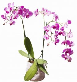 עציץ סחלב מודרני