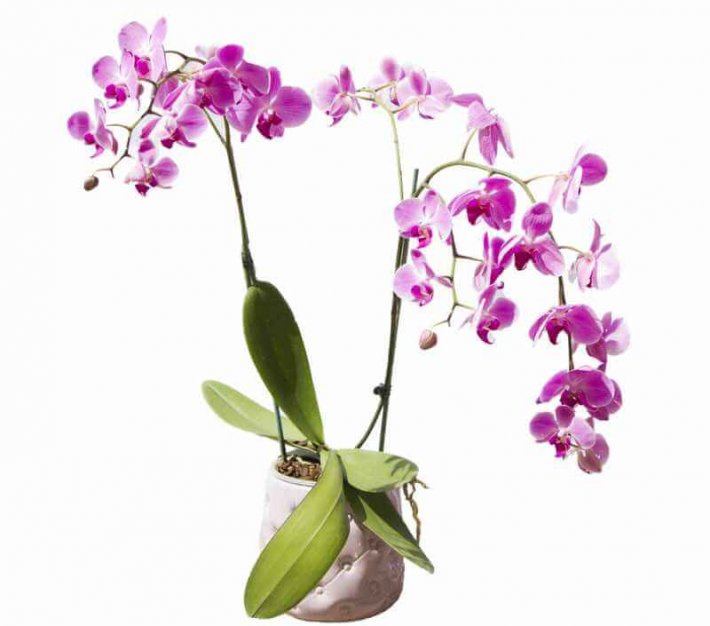 עציץ סחלב מודרני