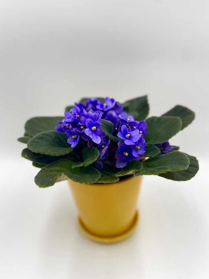 עציץ סיגלית