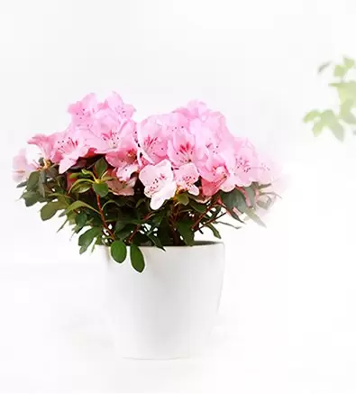 עציצים עציצים