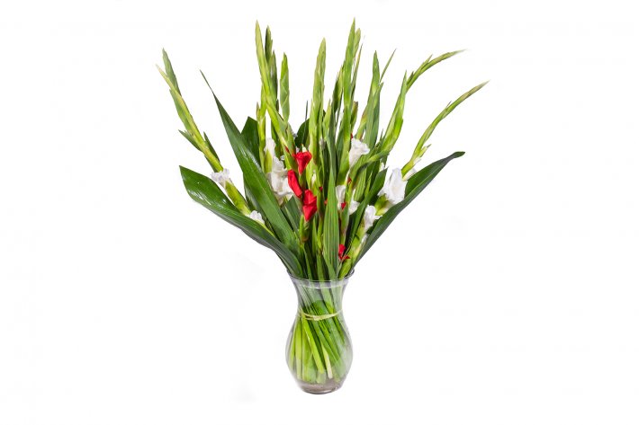 זר-סייפנים-180,-240,280