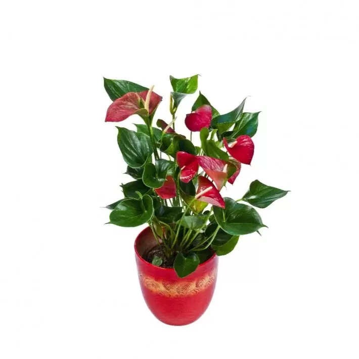 אנטוריום גדול בקרמיקה אנטוריום גדול בקרמיקה אדומה