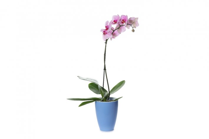 סחלב ורוד בכלי קרמיקה