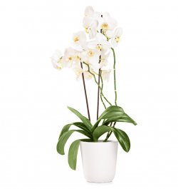 סחלב לבן בכלי קרמיקה