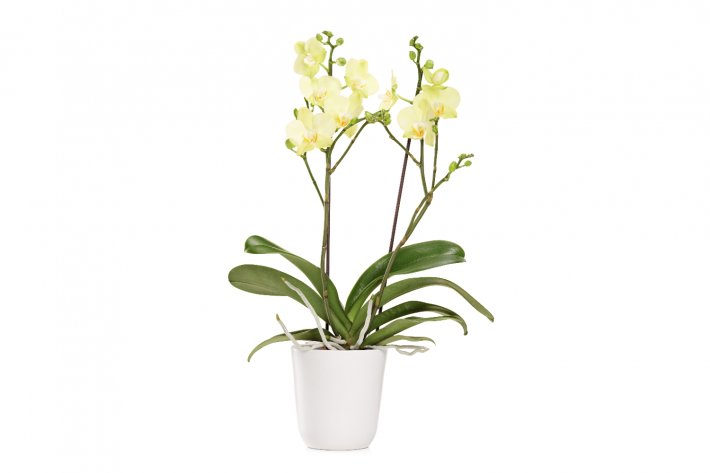 סחלב צהוב בכלי קרמיקה