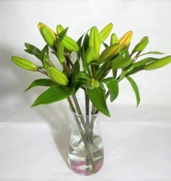 ליליות באגרטל