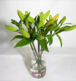 ליליות באגרטל