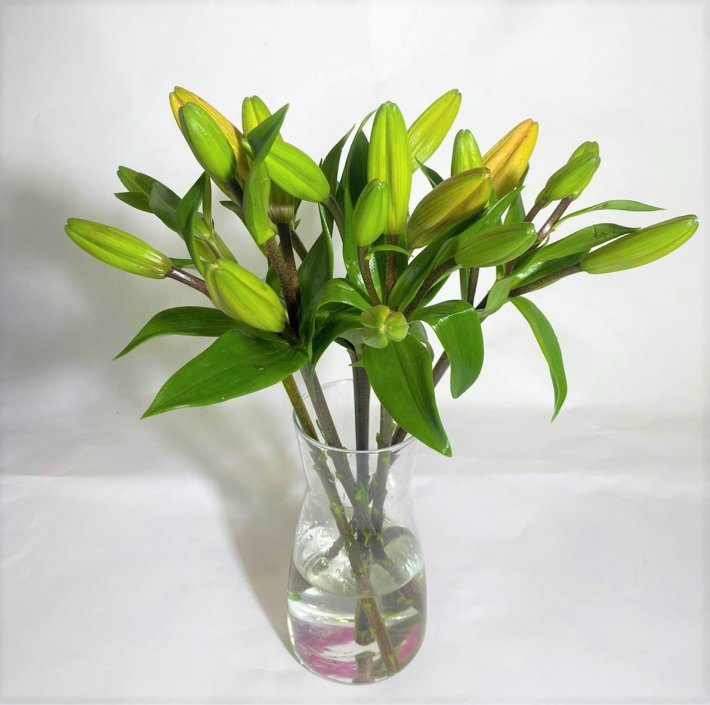 ליליות בכלי ליליות באגרטל