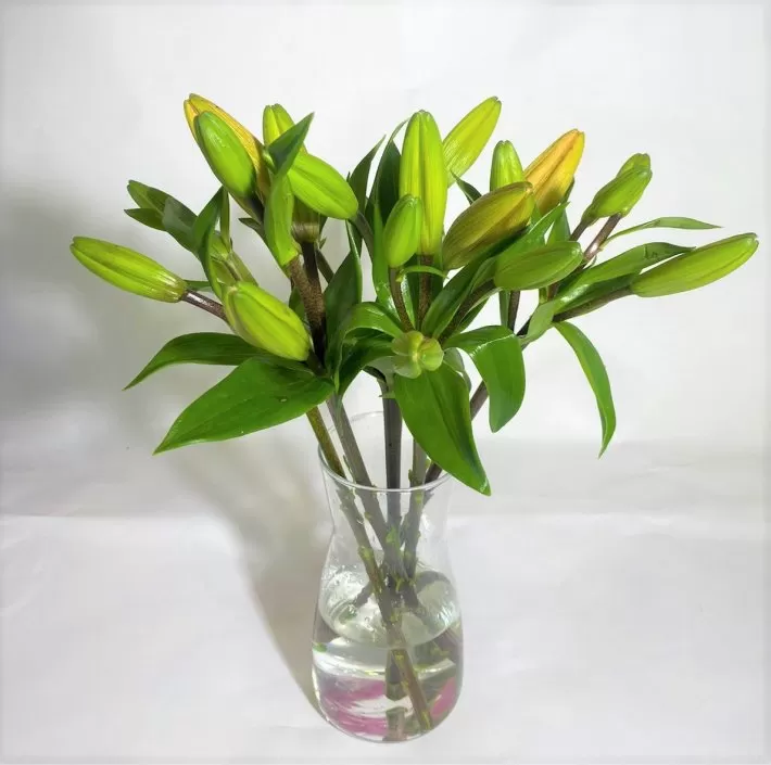 ליליות בכלי ליליות באגרטל