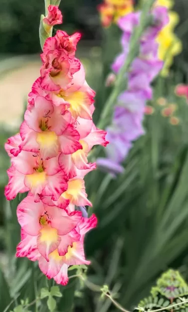 סייפנים סייפנים