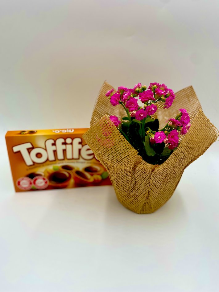 ניצנית ורודה