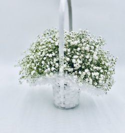 סלסלת גיבסניות לבנות