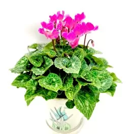 רקפת בכלי קרמי