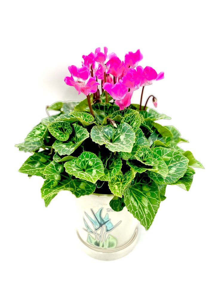 רקפת בכלי קרמי