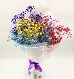 זר גיבסניות