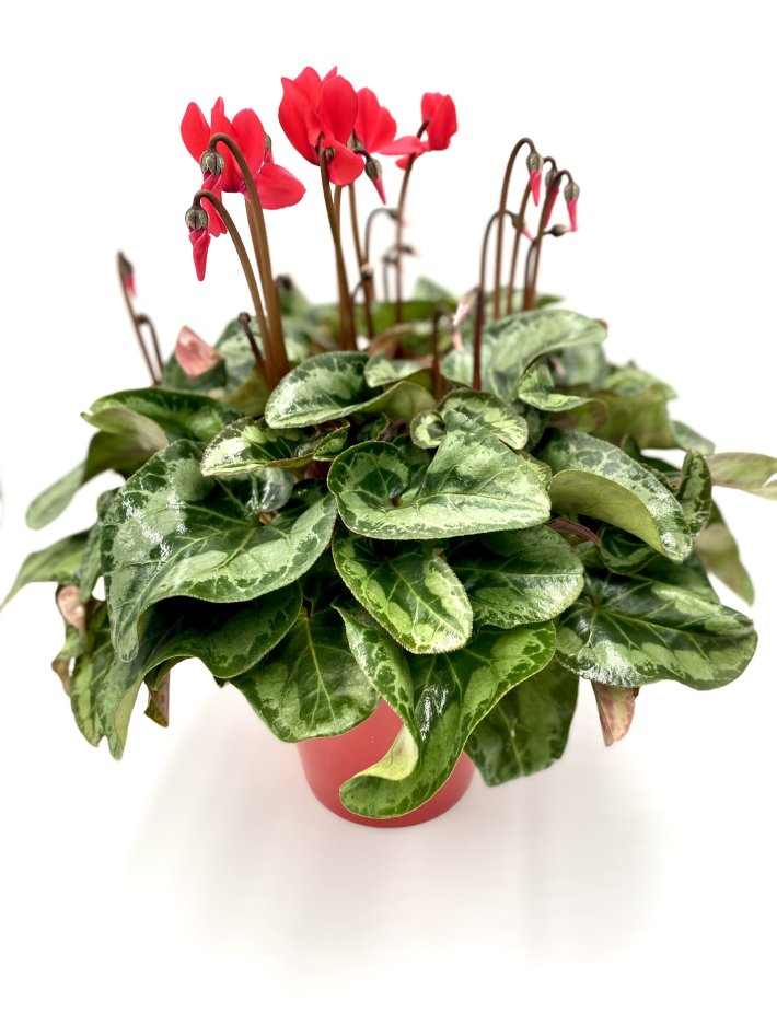 רקפות אדומות