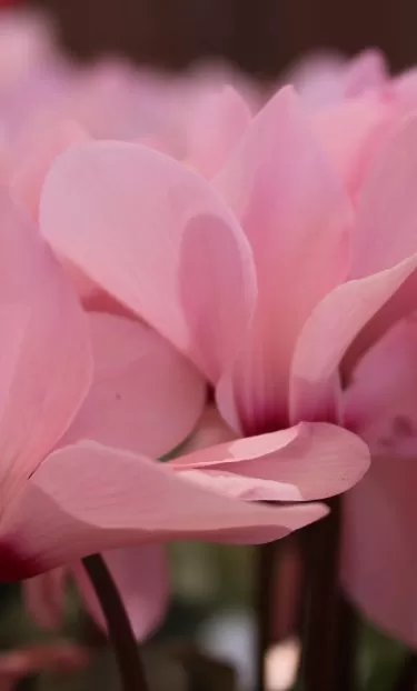 rebecca-niver-nvdWG-JUSuA-unsplash רקפות